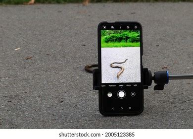 48 Snake mobile camera Images, Stock Photos & Vectors | Shutterstock