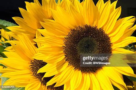 State Flower Of Kansas Photos and Premium High Res Pictures - Getty Images