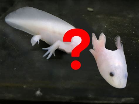 Can an Axolotl Regrow its Head? - Axolotl Nerd