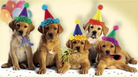 Happy Birthday Dogs Singing - YouTube