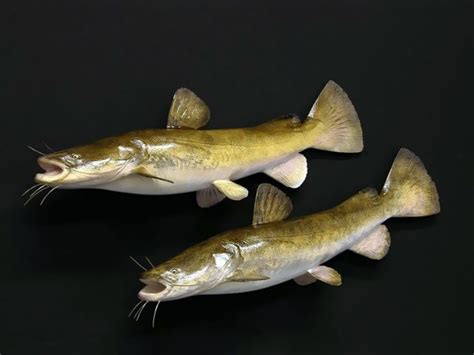 Flathead Catfish Mounts | New Wave Taxidermy