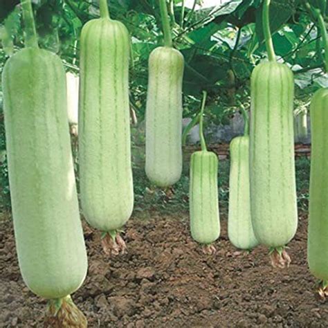 10 White Loofah Seeds Sponge Gourd, Luffa Indian Bangladeshi Dhundol, Furol Seeds UK Seller ...