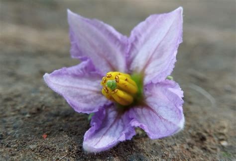 How to treat brinjal flower pollination issue: 4 Best Methods - Gardening Tips | Plants Care ...