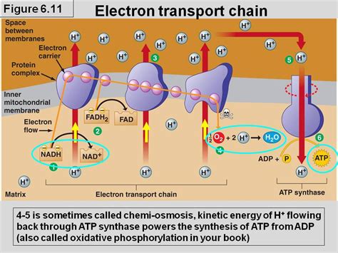 Electron Transport; Respiratory Chain