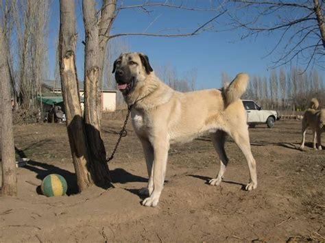 Kangal South Africa | Dog Breeds | Dog Breeders Gallery 112120