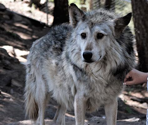 Colorado Wolf Sanctuary Closing Down