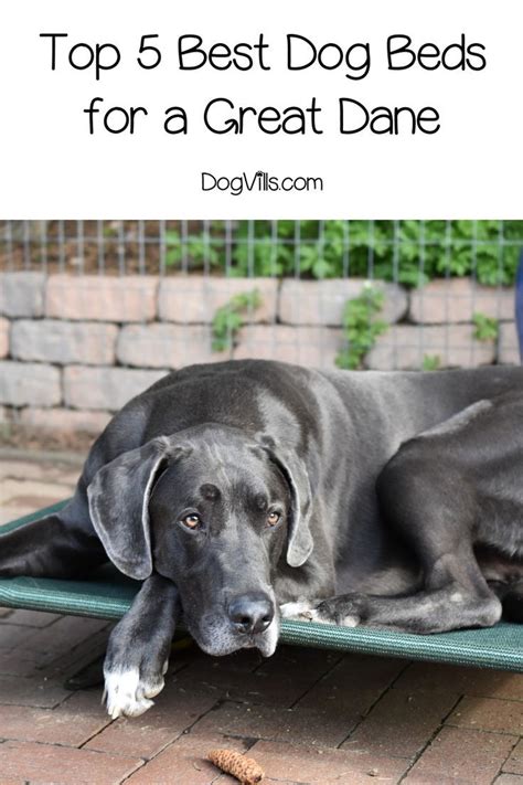 What is the Best Dog Bed for a Great Dane (with Reviews) | Cool dog ...