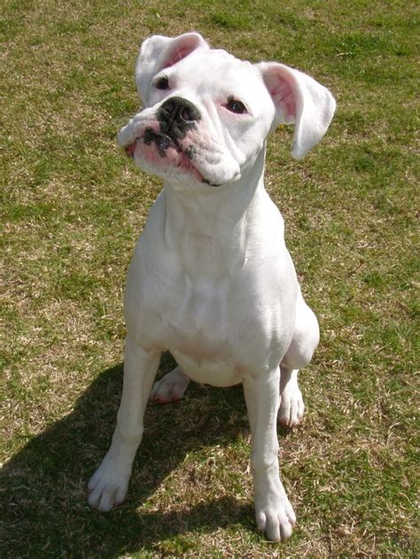 17 Best images about White Boxer on Pinterest | Puppys, The boxer and Sweet