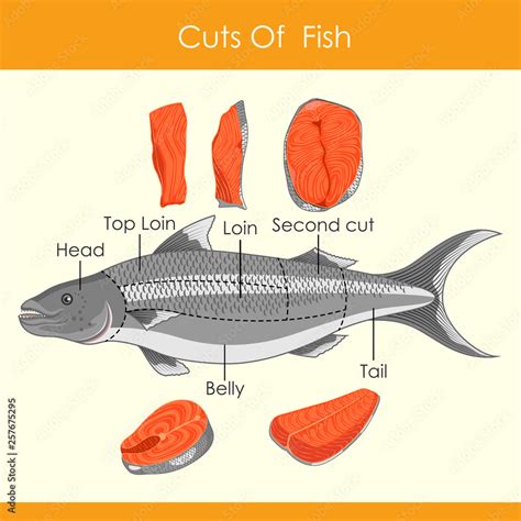 easy to edit vector illustration of different cuts of Fish Stock Vector ...