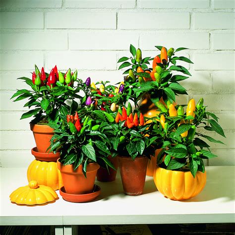 ORNAMENTAL PEPPERS | harster-greenhouses