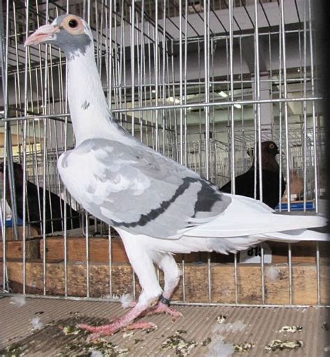 English Carrier Pigeons | Pigeontype