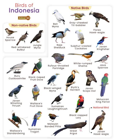 List of Birds Found in Indonesia with Pictures