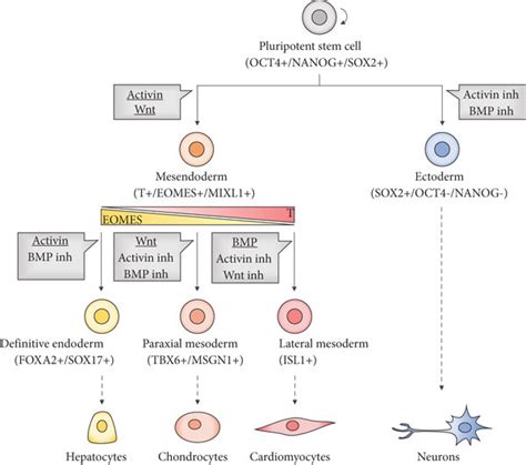 Lineage specification from PSCs. Ectoderm induction is achieved by dual... | Download Scientific ...