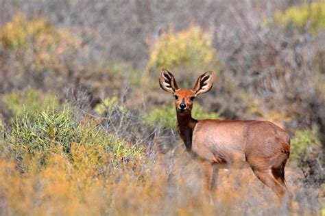 Namaqua National Park without the flowers and crowds – The Citizen