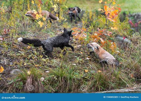 Skulk of Foxes Vulpes Vulpes Run about on Island Autumn Stock Image - Image of movement, motion ...