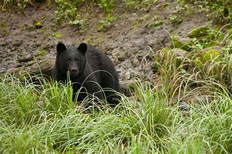 Visit Ketchikan Alaska Wildlife photos from Ketchikan