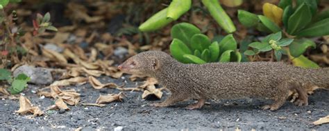 Mongooses in Hawaii: Why Latest Find on Kauai Is So Disturbing - Beat of Hawaii