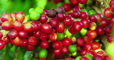 Red Coffee Beans ready for harvest image - Free stock photo - Public Domain photo - CC0 Images