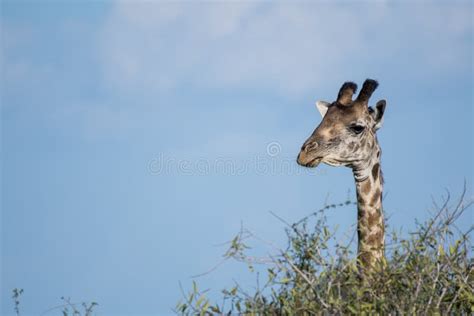 Giraffe in Kenya, Safari in Tsavo. Stock Image - Image of horn, mammal ...