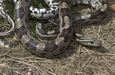 Gray Ratsnake