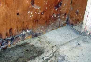 White Mold In Basement .......Types, Health Risks, Removal, Prevention