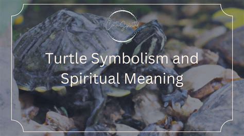 Turtle Symbolism and Spiritual Meaning