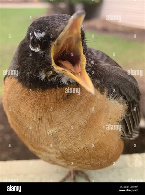 Angry robin hi-res stock photography and images - Alamy