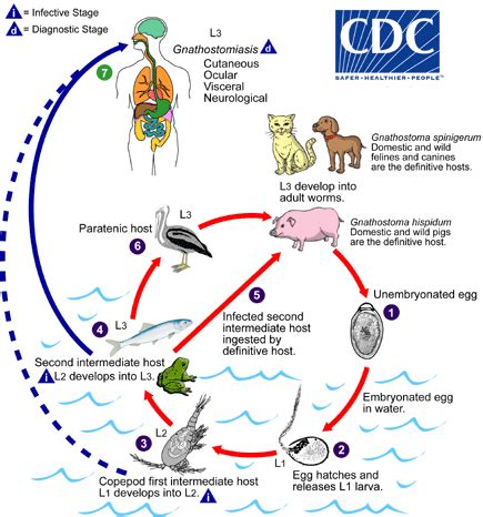 Ancylostoma Braziliense Life Cycle