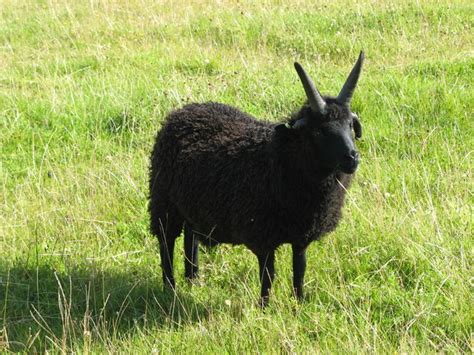 Hebridean sheep © adam sommerville cc-by-sa/2.0 :: Geograph Britain and Ireland