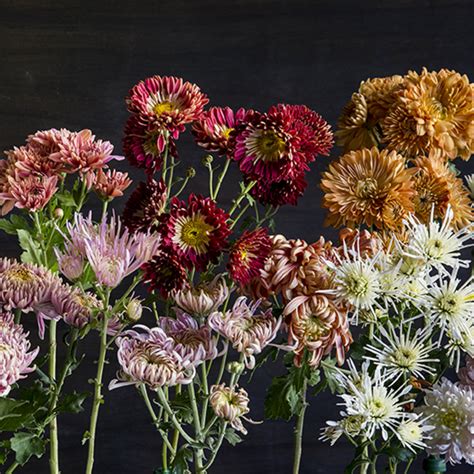 Chrysanthemum: Elegant, Symbolic Flowers for Autumn Bouquets - Sunset - Sunset Magazine