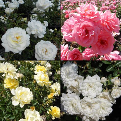 Roses - Boething Treeland Farms