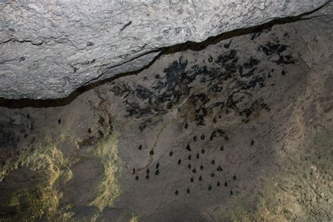 The Caves Nassau: Understanding the Caves in Nassau Bahamas