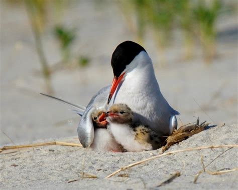 Arctic Tern Nest