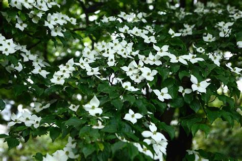 12 Types of Dogwood Trees and Shrubs