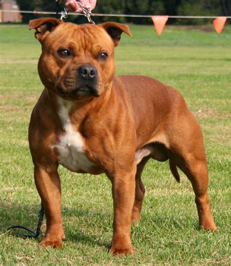 las razas de pitbuls: staffordshire bull terrier