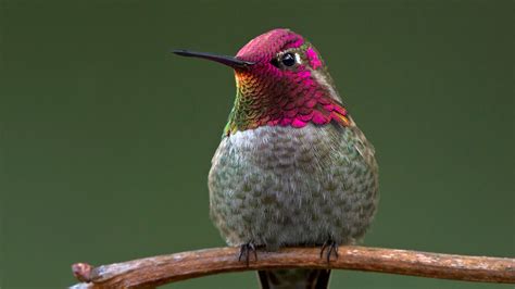 Google Hummingbird & The Keyword: What You Need To Know To Stay Ahead