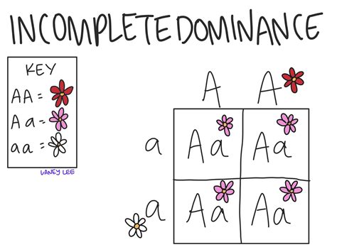 Codominance And Incomplete Dominance Practice