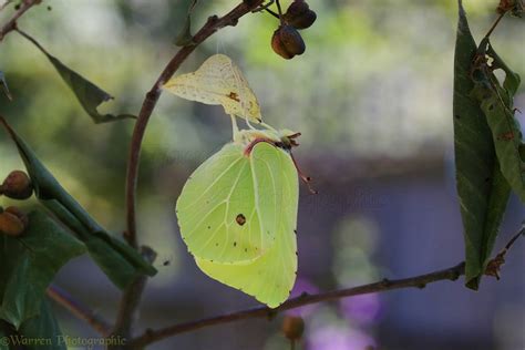 Brimstone Butterfly wings almost fully expanded photo WP40514