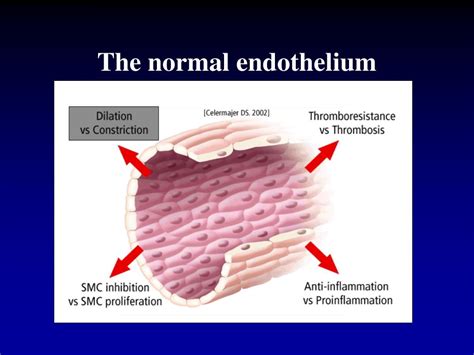 PPT - Endothelial dysfunction in Hypertension. PowerPoint Presentation - ID:828396