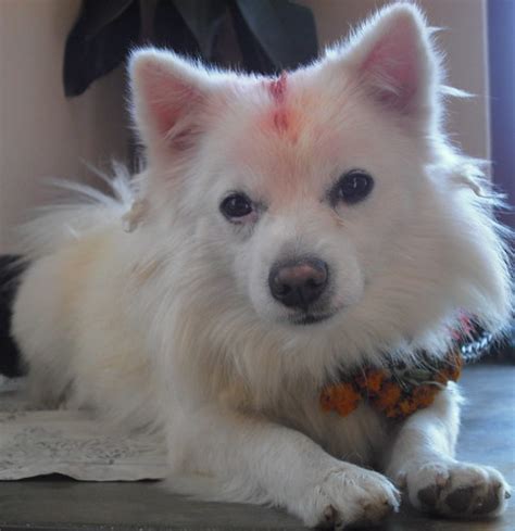 Kukur Puja | Tika on forehead and flower garland around the … | Flickr