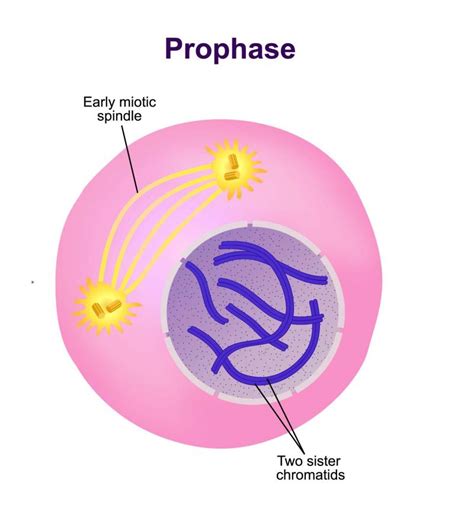 Prophase one - ratemydop