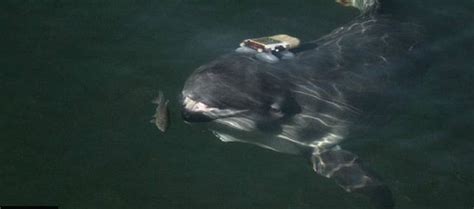 Porpoises, whales and dolphins use ‘sound searchlights’ (Denmark) | The ocean update