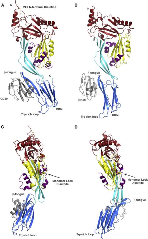 Structural Basis for Receptor Recognition by the Human CD59-Responsive ...