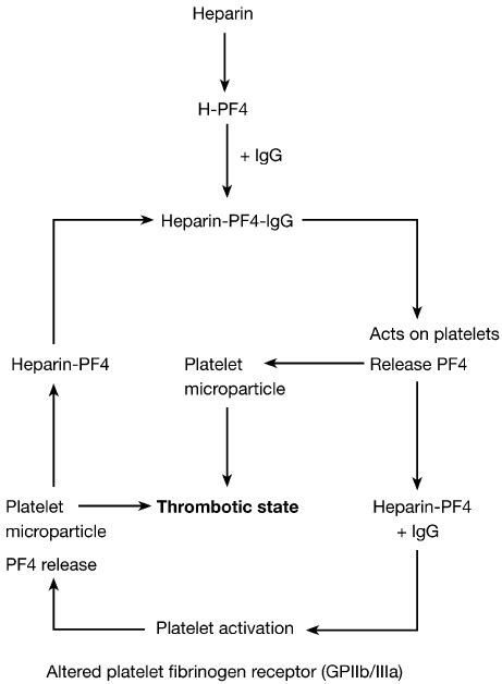 Mechanism of action of heparin±PF4±IgG complex and the vicious circle... | Download Scientific ...