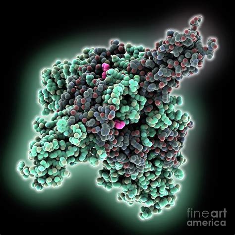 Ebola Virus Glycoprotein Complex Photograph by Laguna Design/science Photo Library - Fine Art ...