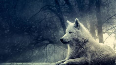 Cool Pictures of Wolves Wallpapers (59+ images)