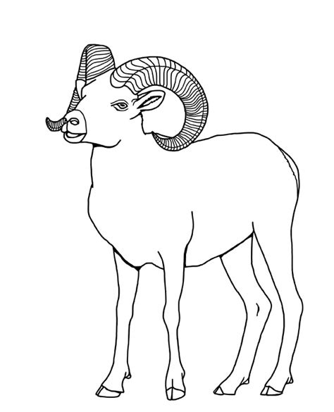 Bighorn Sheep Drawing at GetDrawings | Free download