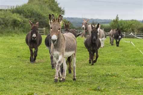 First for The Donkey Sanctuary as charity offers Easter 'virtual day out'