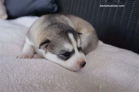 Jordan's Second Week Husky Puppy Update « Siberian Husky Puppies For ...