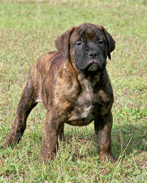 Sunshine Bullmastiffs | Bullmastiff Breeder | Fort Meade, Florida